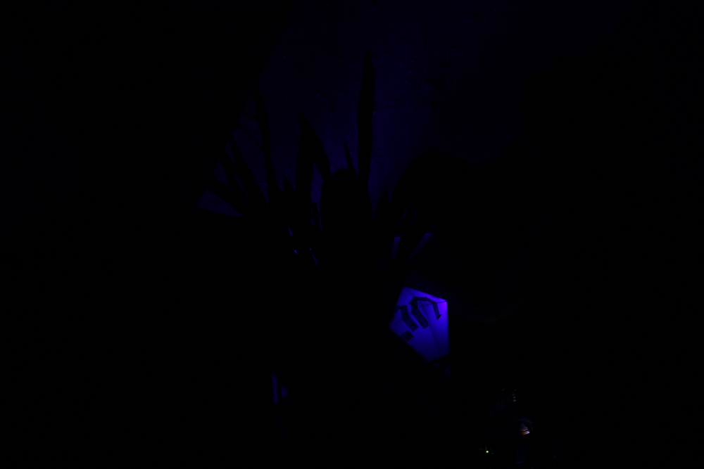 Snake Plant BioData Sonification – elliot wilson design